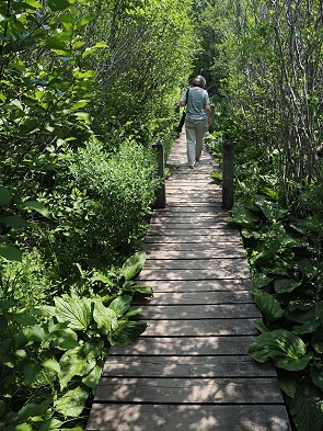 Trail mit Skunk Cabbage