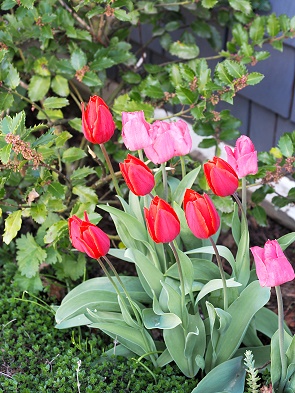 Tulpen