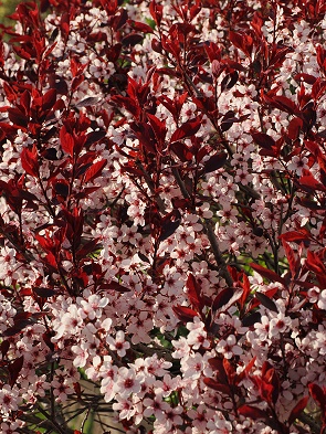Frühling