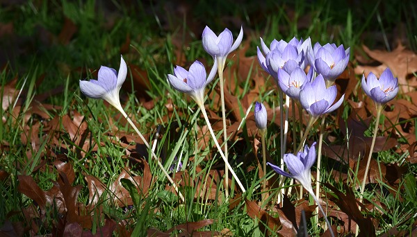 IngridsWelt Deutschland Rheinland Die Flora in Köln