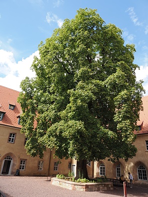 Baum im Innenhof