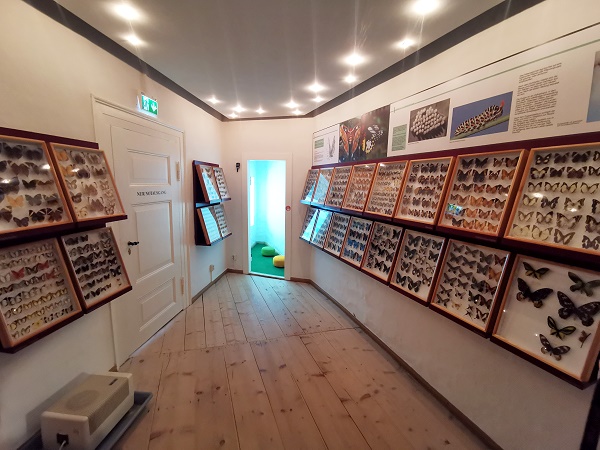 Sammlung Schmetterlinge