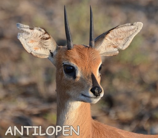 Ingrids Welt Sudafrika Flora Und Fauna Antilopen