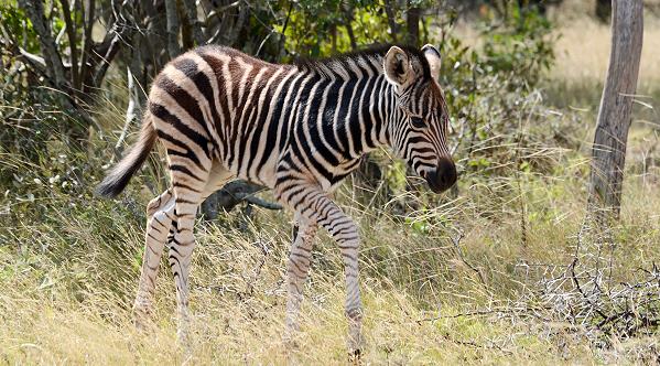 Baby Zebra