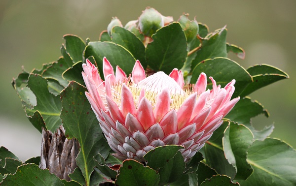 Protea