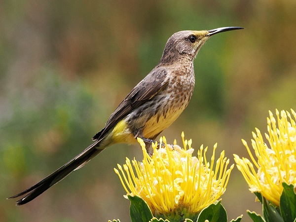 Sugarbird mit Nadelkissenprotea