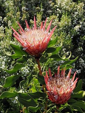 Protea