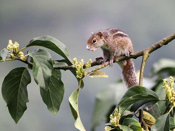 Hörnchen im baum